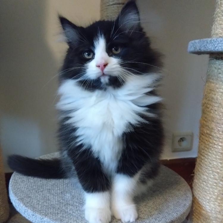 Photo de Marley